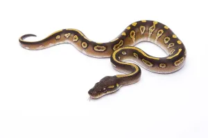 Deserted Studio Background Image Impressions: Royal Python (Python regius), Mojave Black Head