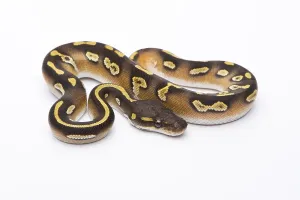 Livestock Farming Pictures Impressions: Royal Python (Python regius), Mojave Black Head