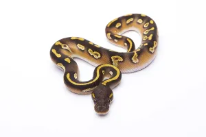 Deserted Austria Landscape Impressions: Royal Python (Python regius), Mojave Black Head