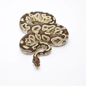 Snake Species Impressions: Royal Python (Python regius), Mojave Razor