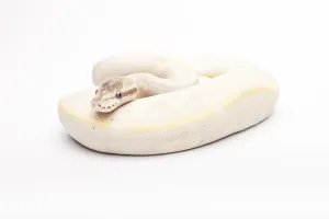 Royal Python Impressions: Royal Python (Python regius), Opal Diamond