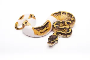 Austrian Wildlife Fauna Impressions: Royal Python (Python regius), Pastel Piebald