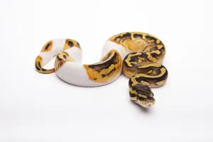 Wild Animal Breeding Impressions: Royal Python (Python regius), Pastel Piebald