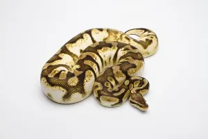 Austrian Fauna Photos Impressions: Royal python (Python regius), Pastel Sugar