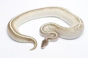 Austrian Wildlife Fauna Impressions: Royal Python (Python regius), Phantom Mojave Het Ghost