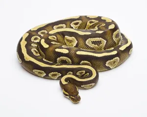 Wild Animal Breeding Impressions: Royal Python (Python regius), Phantom Yellow Belly