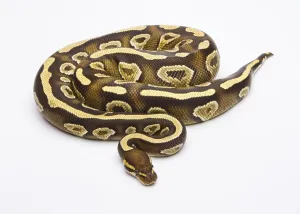 Female Snake Impressions: Royal python (Python regius), Phantom Yellow Belly