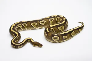 Serpentes Images Impressions: Royal python (Python regius), Phantom Yellow Belly
