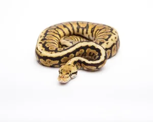 Male Animal Images Impressions: Royal python (Python regius), Powerball