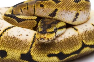 Austrian Wildlife Fauna Impressions: Royal Python (Python regius), Spider