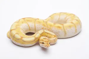 Scaled Reptiles Europe Impressions: Royal python (Python regius), Spider CG