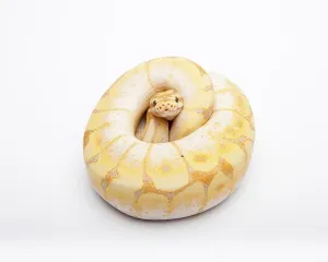 Royal Python Impressions: Royal python (Python regius), Spider CG