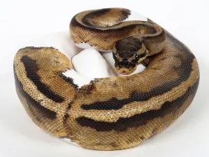 Python Regius Images Impressions: Royal python (Python regius), spotted