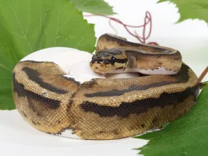 Royal Python Impressions: Royal python (Python regius), spotted