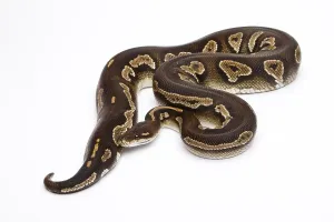 Wild Animal Breeding Impressions: Royal Python (Python regius), Super Black Head