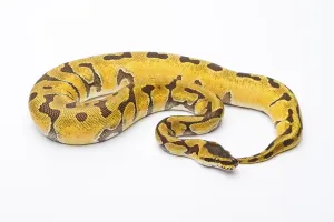 Austria Livestock Farming Impressions: Royal Python (Python regius), Super Enchi