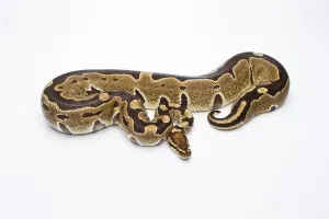 Reptilia Species Impressions: Royal Python (Python regius), Super Razor