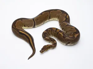 Snake Species Impressions: Royal Python (Python regius), Super Venom