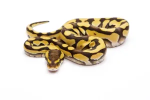 Royal Python Impressions: Royal Python (Python regius), Tiger Phantom