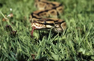Royal Python Impressions: Royal Python (python regius) with Tongue out