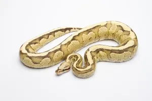 Impression encadrée : Python royal (Python regius), Crème vanille.