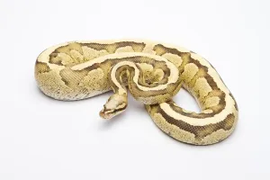 Python Regius Images Impressions: Royal python (Python regius), Vanilla Cream