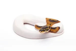 Wild Animal Breeding Impressions: Royal Python (Python regius), Willi Obermayer reptile breeding