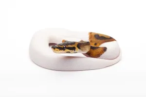 Royal Python Impressions: Royal Python (Python regius), Willi Obermayer reptile breeding