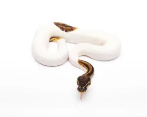 Wild Animal Breeding Impressions: Royal Python (Python regius), Willi Obermayer reptile breeding