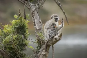 No People Nature Park Impressions: Security (Cercopithecus)