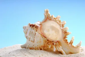 Underwater World Pictures Impressions: Shell, Shell