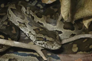 Vertebrate Wildlife Impressions: Southern Rock Python (Python natalensis)