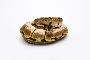 Full Body Studio Shot Impressions: Spider Ball Python or Royal Python (Python regius)