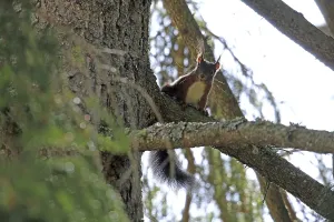 Squirrel Images Impressions: Squirrel (Sciurus)