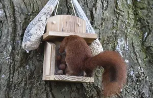 Eco Friendly Bird Feeders Impressions: Squirrel (Sciurus) eats hazelnuts at the feeder