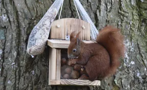 Eco Friendly Bird Feeders Impressions: Squirrel (Sciurus) eats hazelnuts at the feeder