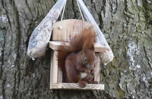 Eco Friendly Bird Feeders Impressions: Squirrel (Sciurus) eats hazelnuts at the feeder