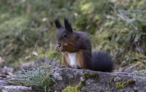 Animal Feeding Habits Impressions: Squirrel (Sciurus) eats nut