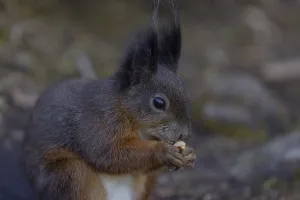 Animal Feeding Habits Impressions: Squirrel (Sciurus) eats nut