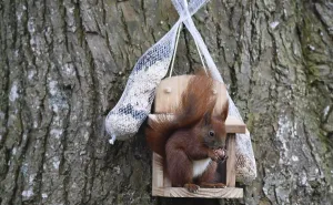 Wildlife Feeding Station Impressions: Squirrel (Sciurus) eats nuts at the feeder