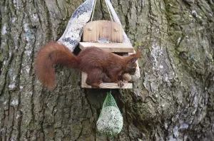 Bird Feeder Wildlife Impressions: Squirrel (Sciurus) eats nuts at the feeder