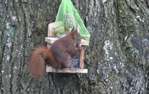 Winter Bird Feeder Impressions: Squirrel (Sciurus) eats peanuts at the feeder in winter