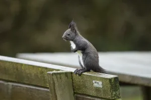 Empty Seating Accommodation Impressions: Squirrel (Sciurus vulgaris)