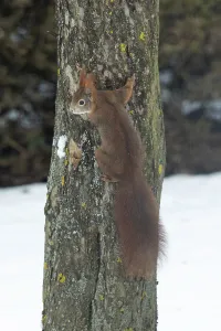 Tree Trunk Animals Impressions: Squirrel (Sciurus vulgaris)
