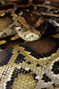Constrictor Snake Species Impressions: Tiger python (Python molurus)
