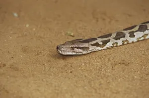 Constrictor Snake Impressions: Tiger python (Python molurus)