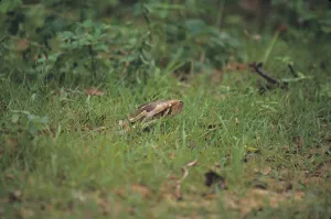 Constrictor Snake Impressions: Tiger python (Python molurus)