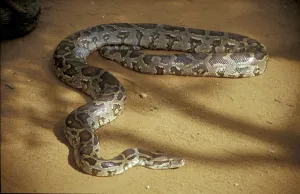 Constrictor Snake Impressions: Tiger python (Python molurus)
