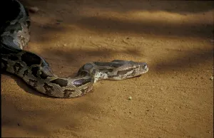 Constrictor Snake Impressions: Tiger python (Python molurus)