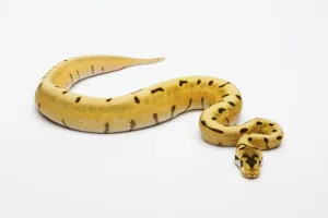Ball Python Female Impressions: Tiger Spider Ball Python or Royal Python (Python regius)
